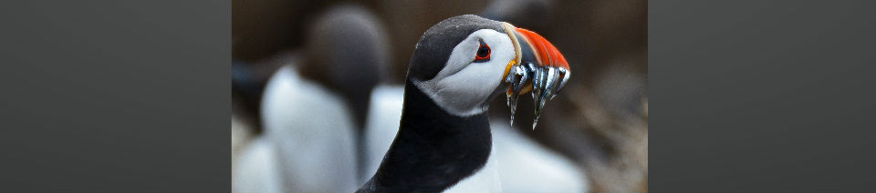 Shearing Enterprises - Anthony Lanes Blog