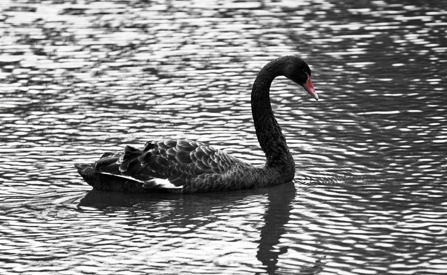 Shearing Enterprises - Anthony Lanes Blog