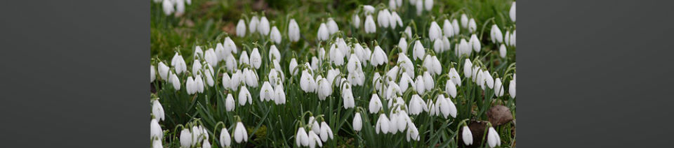 Shearing Enterprises - Anthony Lanes Blog