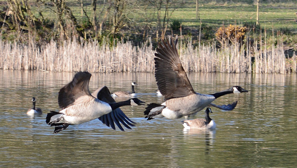 Shearing Enterprises - Anthony Lanes Blog
