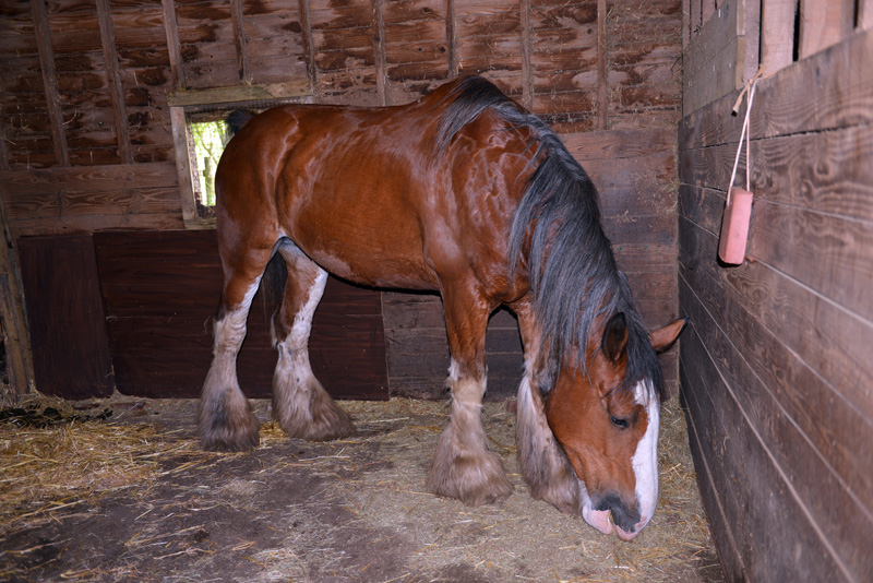 Shearing Enterprises - Anthony Lanes Blog