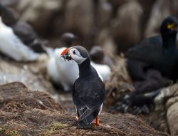 Puffins_Farne_Islands_3.jpg