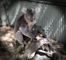 Koala_Bear.jpg