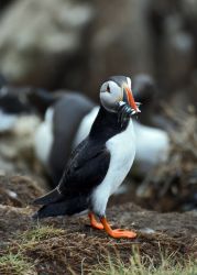 Puffins_Farne_Islands.jpg