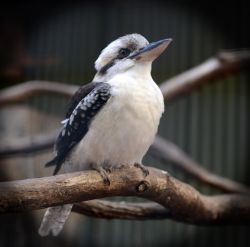 Kookaburra.jpg